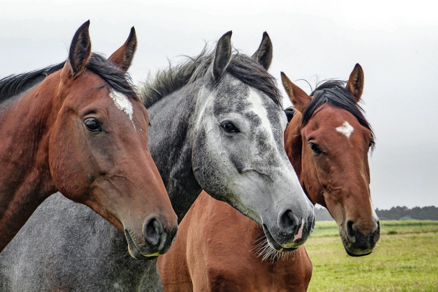 Votre future maison avec terrain pour chevaux en Bretagne : Conseils et offres pour trouver la perle rare